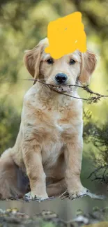 Cute golden retriever puppy with a stick in nature setting.