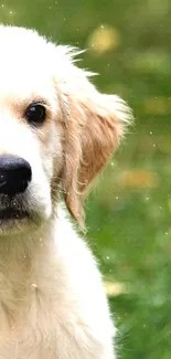 Cute Golden Retriever puppy sitting on green grass in a mobile wallpaper image.