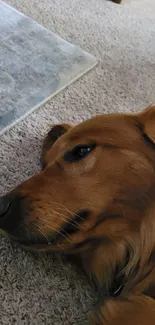 Golden Retriever at rest on a cozy carpet.