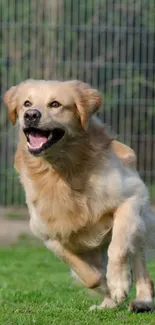 Golden retriever running on green field wallpaper.