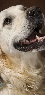 Golden retriever smiling against warm brown background.