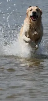 Golden Retriever joyfully splashing in water, captivating mobile wallpaper.