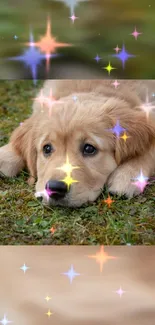 Cute golden retriever puppy with starry effects on grass.