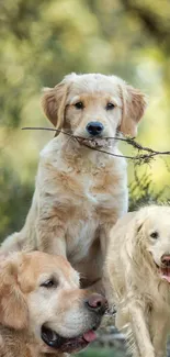 Cute golden retrievers playing in a serene forest background.