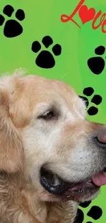 Golden Retriever on green wallpaper with paw prints and love text.