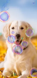 Golden Retriever surrounded by colorful bubbles on autumn leaves.