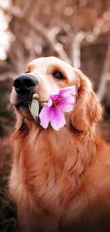 Golden retriever holding a pink flower in nature.