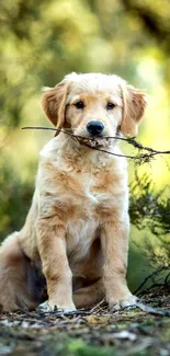 Golden Retriever puppy holds stick outdoors.