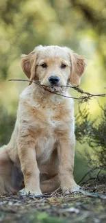 Golden Retriever puppy holding a stick outdoors in nature.