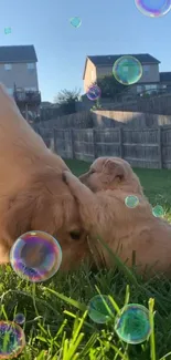 Golden retriever and puppy in yard with bubbles.