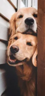 Two golden retrievers happily snuggling between a wall and a fence.