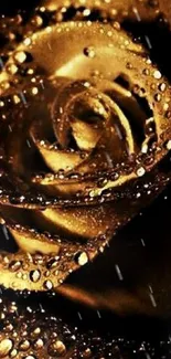 Golden rose with dew drops on petals, creating an elegant and luxurious theme.