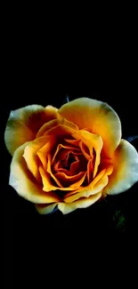 Golden rose on a black background mobile wallpaper.