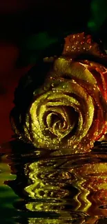 Golden rose reflecting elegantly in dark water, perfect for artistic wallpaper.