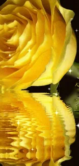 Golden rose reflecting in sparkling water with a serene background.