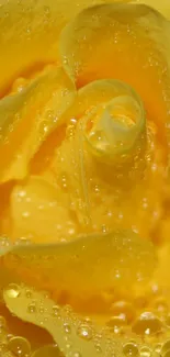 Close-up of a golden rose with dewdrops, perfect for mobile wallpaper.