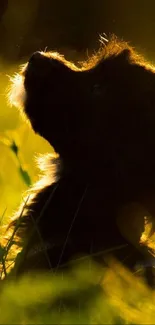 Silhouette of a dog in golden light.