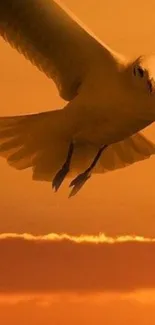 Bird soaring in a vibrant golden sky at sunset.