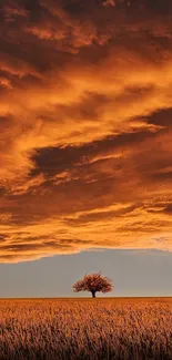 Serene golden sky with lone tree in a wheat field during sunset.