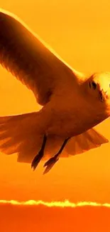 Bird soaring against a beautiful golden sky.