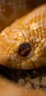 Close-up of a golden snake with sparkling effects.