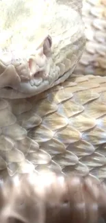 Close-up of a golden snake with detailed scales.