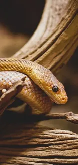 Golden snake coiled on a wooden branch in natural light.