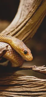 Golden snake resting on rustic driftwood in a natural setting.