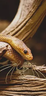 Golden snake coiled on driftwood, natural setting.