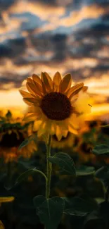 Golden sunflower with sunset sky background.