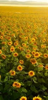 Sunflower field glowing under golden light, endless horizon.