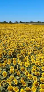 Vibrant sunflower field under clear blue sky wallpaper.