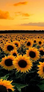 Golden sunflower field at sunset, perfect for a nature-themed phone wallpaper.