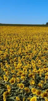 Vast sunflower field stretching under a bright blue sky.