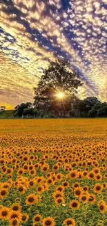 Stunning sunset over a vibrant sunflower field, showcasing nature's golden hues.