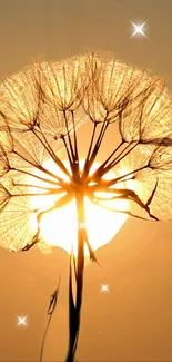 Golden dandelion against a sunset sky.