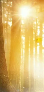 Golden sunlight filtering through a tranquil forest, creating an ethereal scene.