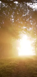 Golden sunrise illuminating a forest pathway.