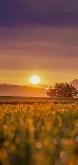 Golden sunrise over a green field with a distant tree silhouette.