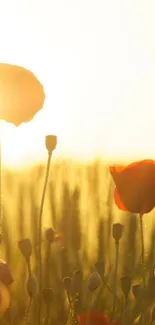 Golden sunrise over a serene poppy field.