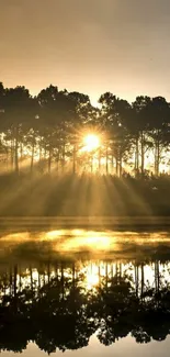 Golden sunrise reflecting through trees with serene lake view.