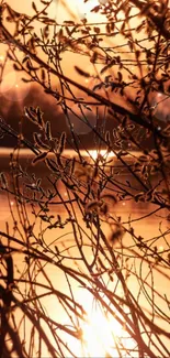 Silhouetted branches in a golden sunset over calm water, creating a serene scene.