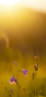 Soft-focus golden sunset with wildflowers in foreground.