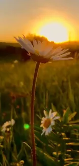 Daisy in a sunset field mobile wallpaper scene.