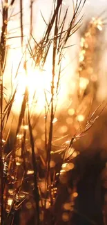 Golden sunlight filtering through tall grass at sunset, creating a calming effect.