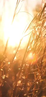 Golden sunset in a field with sunlit grass and warm tones.