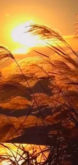 Golden sunset with silhouetted grass in the foreground, glowing warmly.