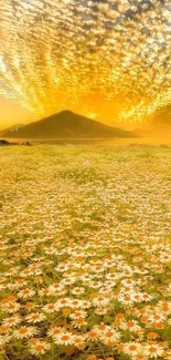 Golden sunset over daisy field with mountain backdrop