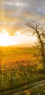 Golden sunset over serene fields and leafless trees.