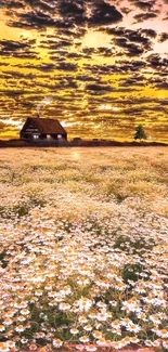 Golden sunset over daisy field with rustic house and vibrant sky.